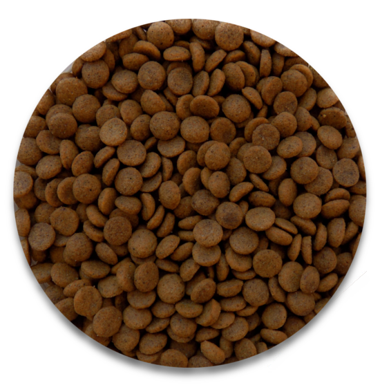 cachorro-croqueta
