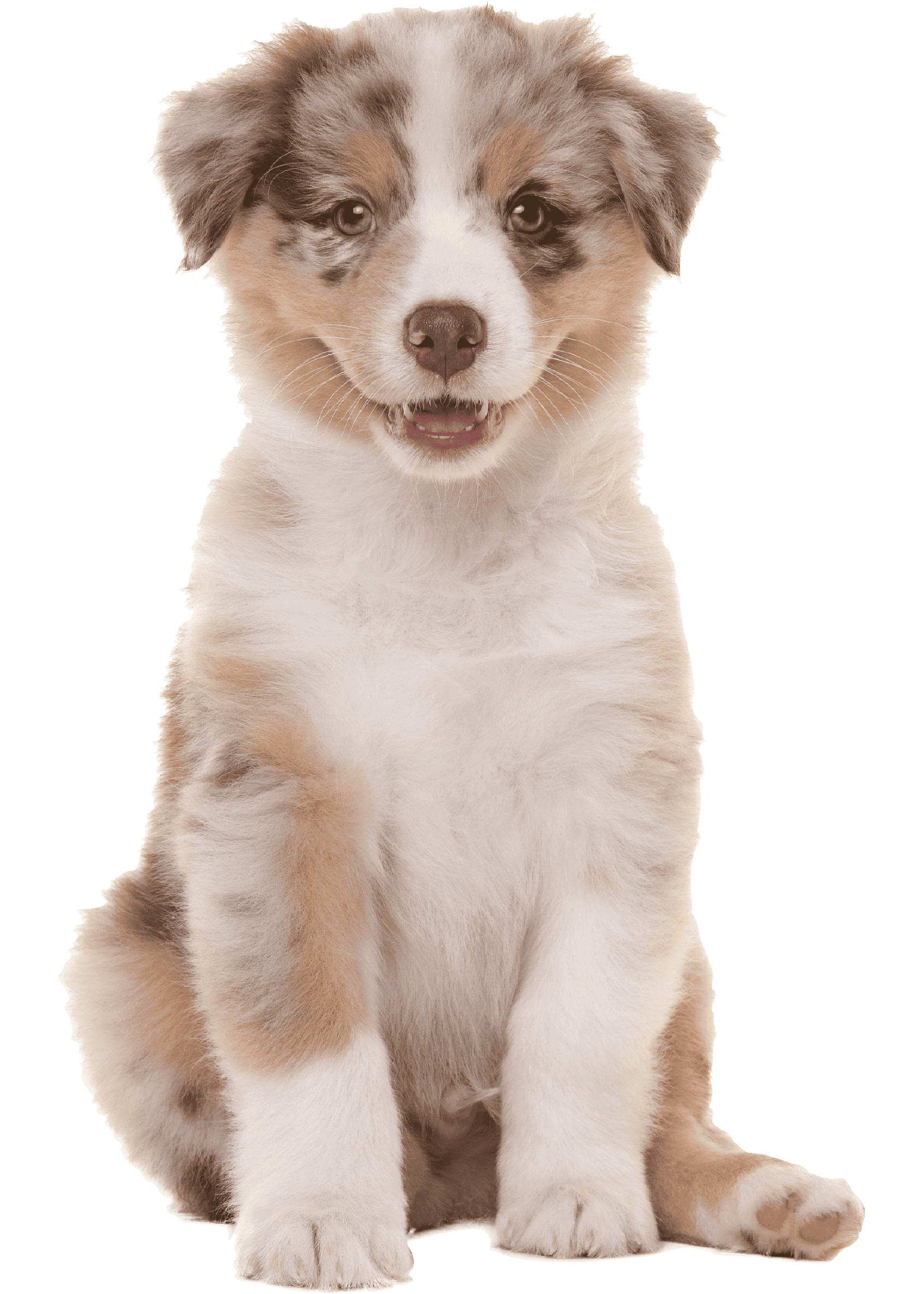 cachorro1
