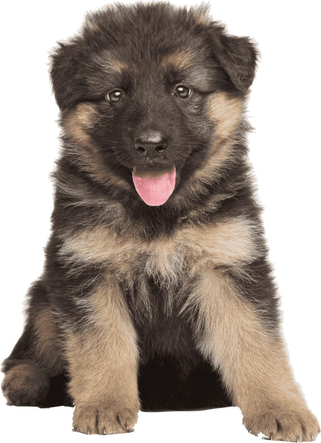 cachorro2