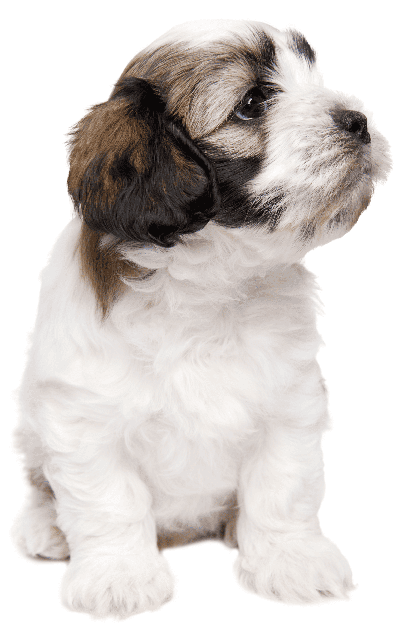 cachorro3